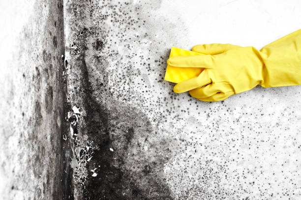 Professional Mold Removal in Moody Af, GA